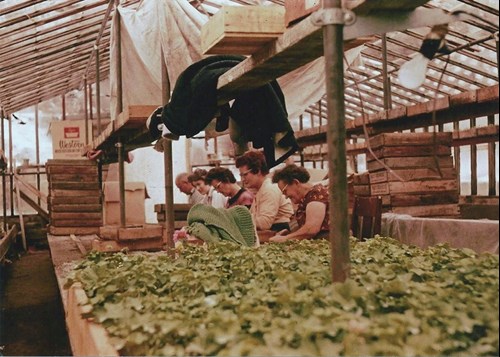 The Wuthrich family working in the greenhouse in the early days