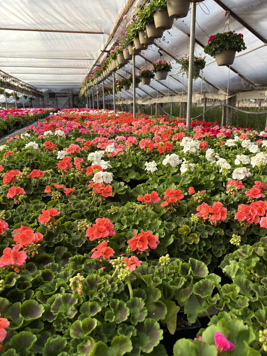 Vibrant geraniums in the greenhouse