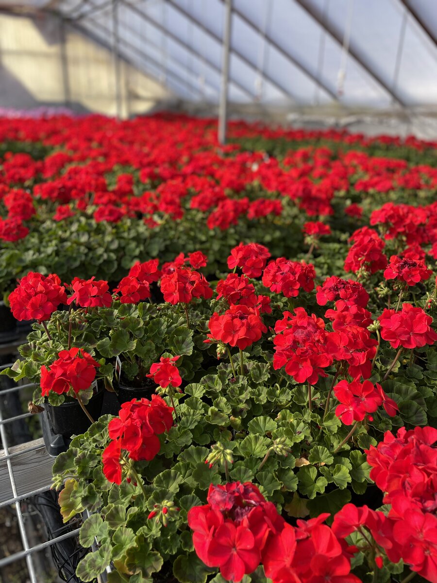 Rows of colorful geraniums inside our greenhouse with hanging baskets overhead