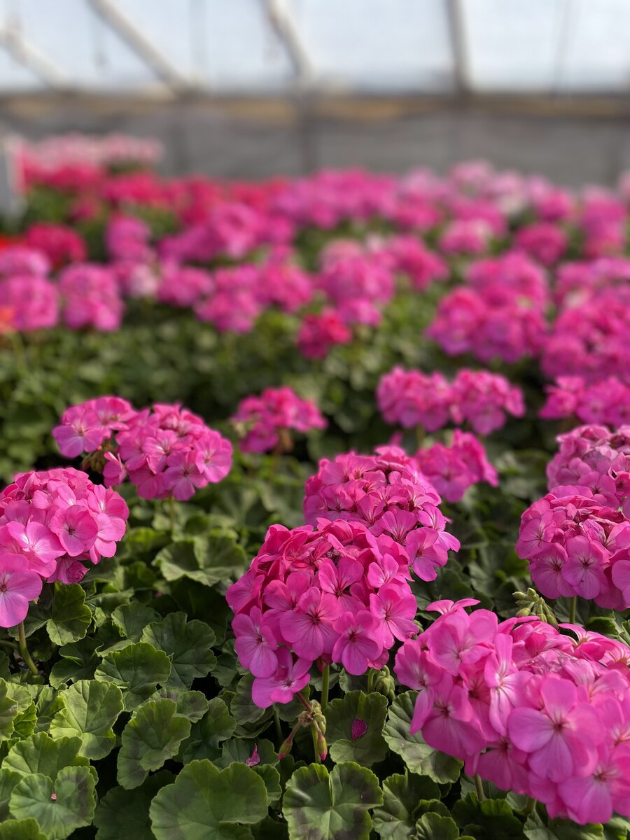 Endless rows of red, pink, and white geraniums