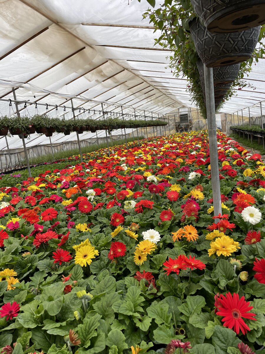 Walking through the greenhouse aisles