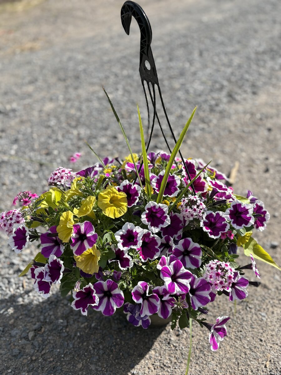 Beautiful hanging basket with purple and white petunias