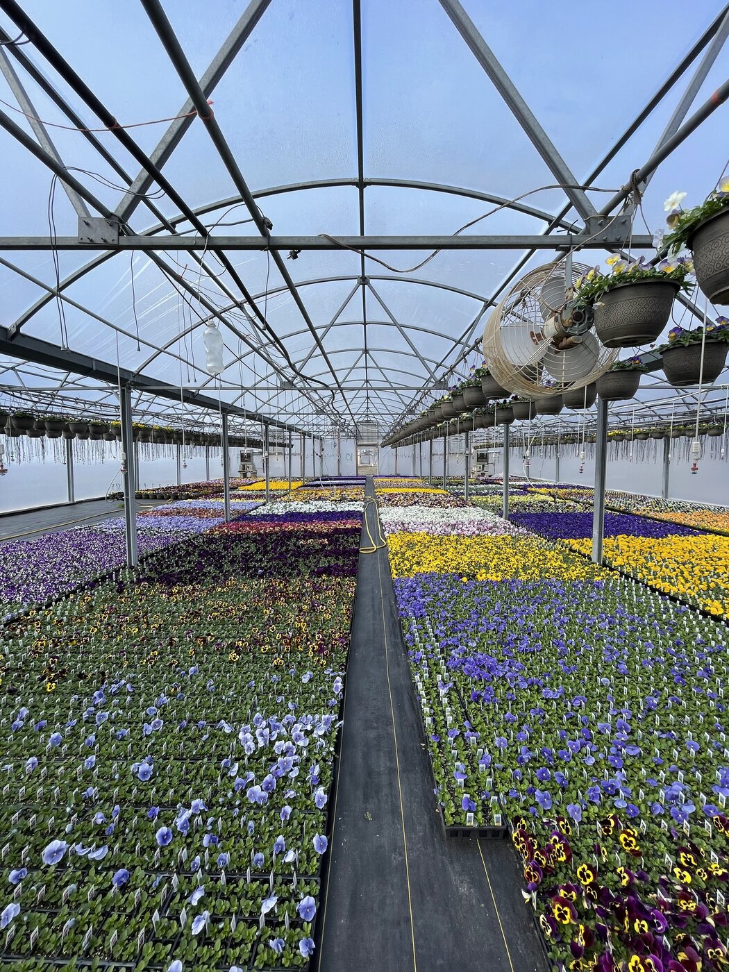 Inside Rudy's greenhouse - rows of colorful flowers