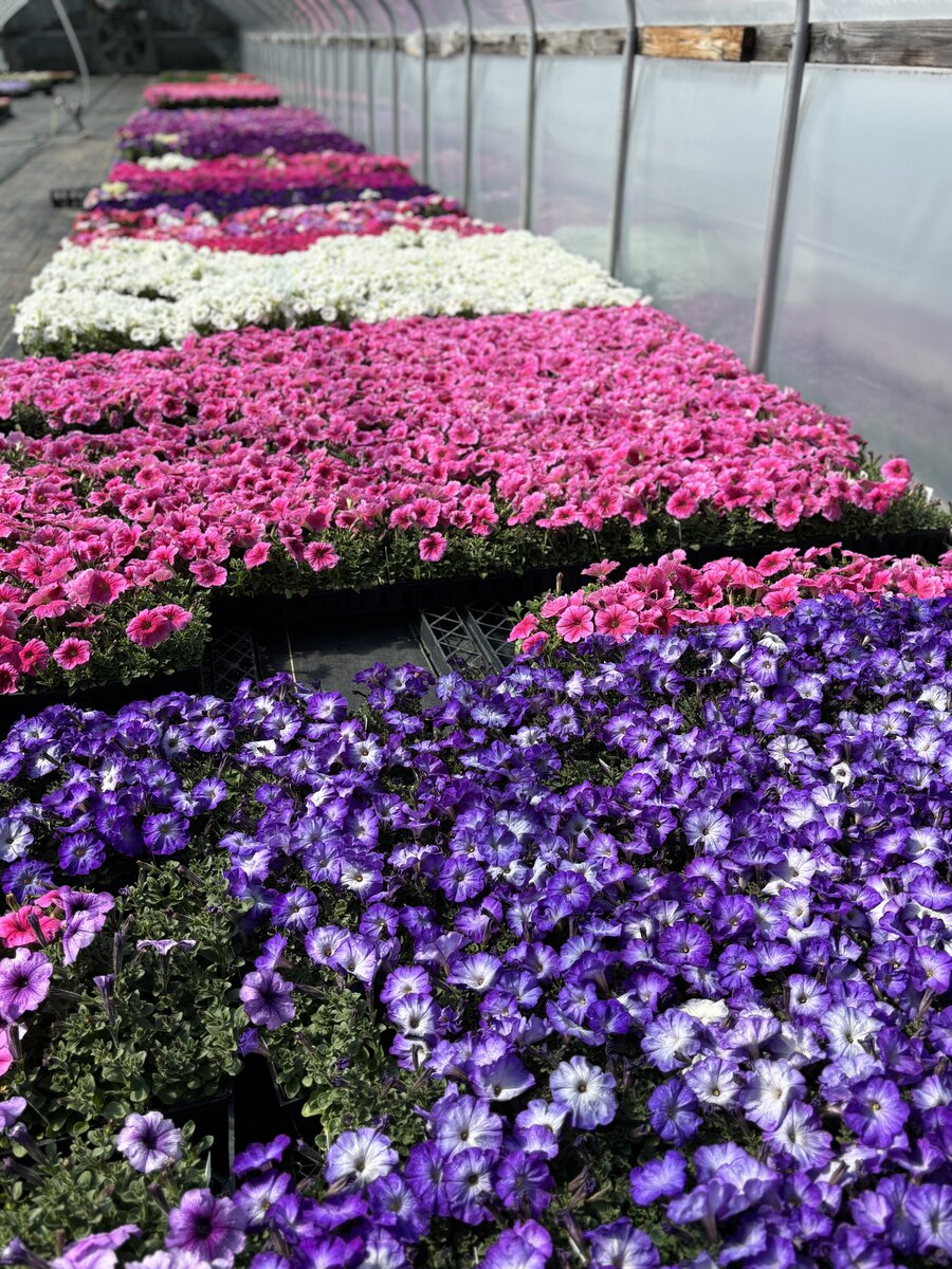 Flats of purple and pink petunias ready for planting