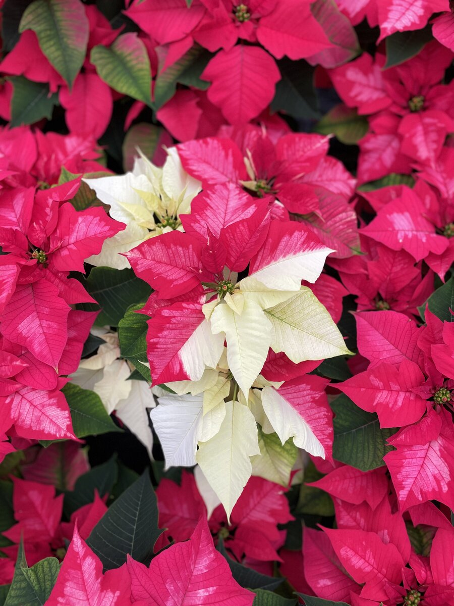 Beautiful red and white poinsettias