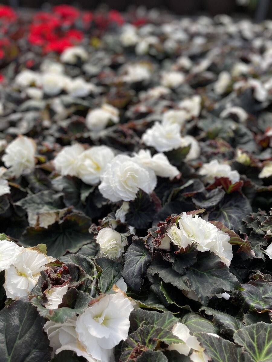 Beautiful white flowers in the greenhouse